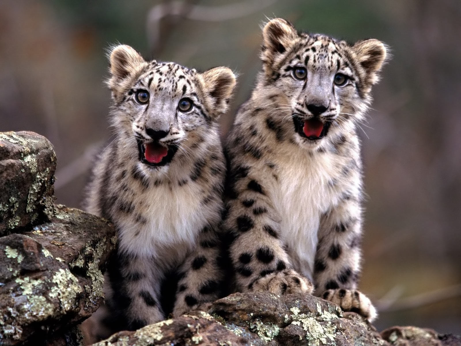 Animal Rights Image Baby Cheetah Wallpaper Photos