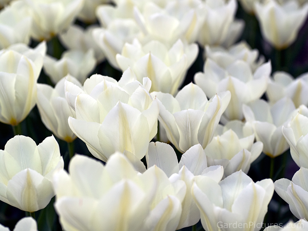 White Tulips Wallpaper HD Res