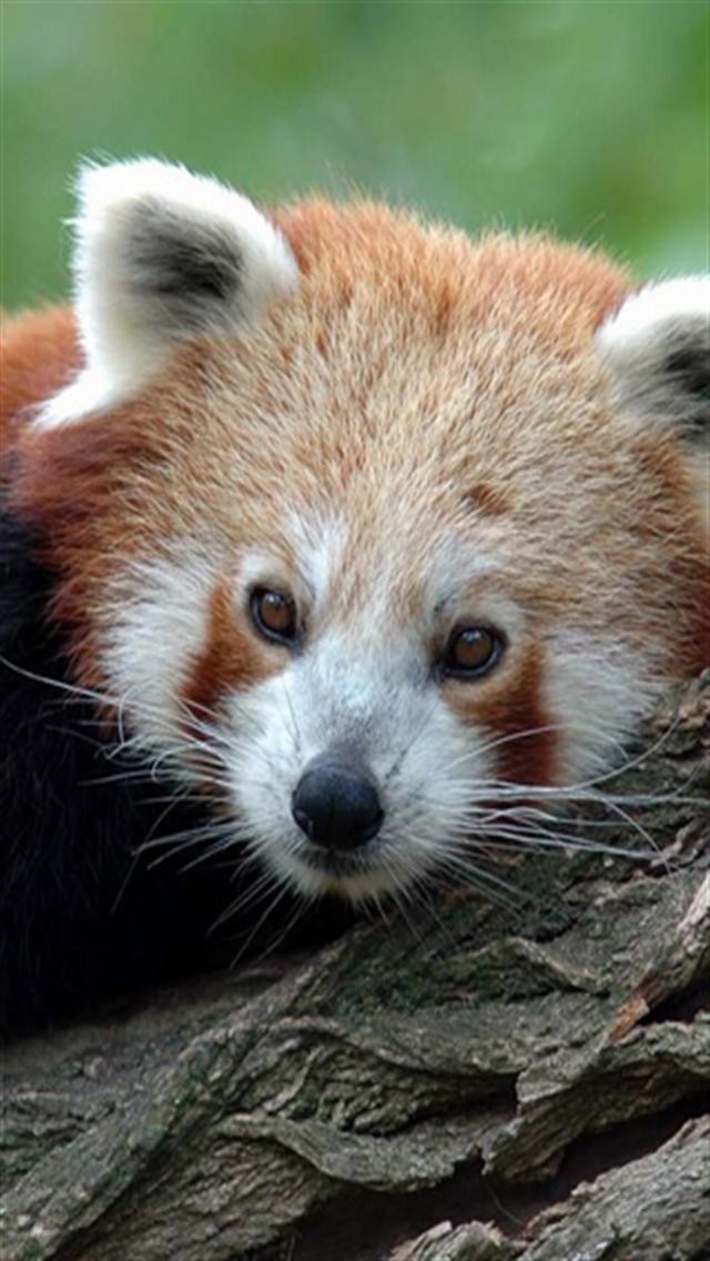 Red Panda Animal iPhone Wallpaper