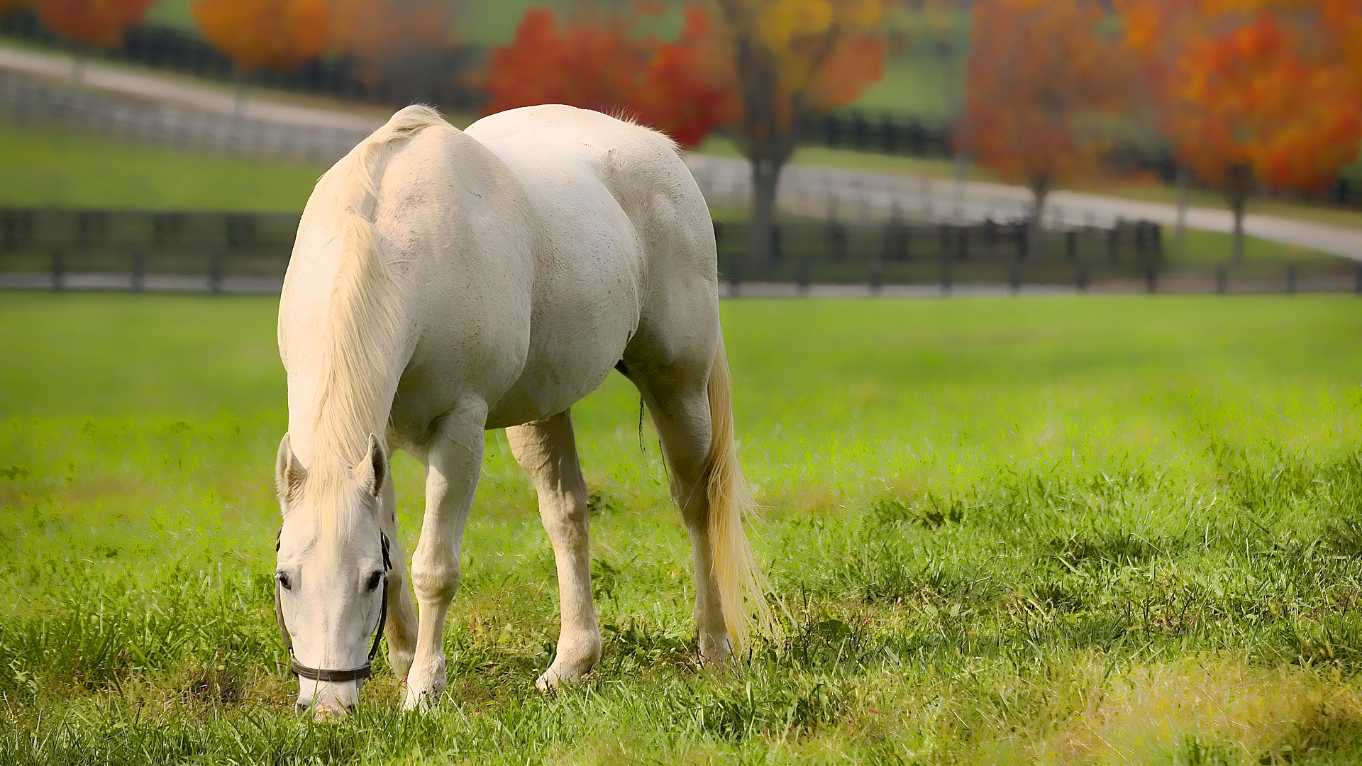 Horses in Autumn Desktop Wallpaper - WallpaperSafari