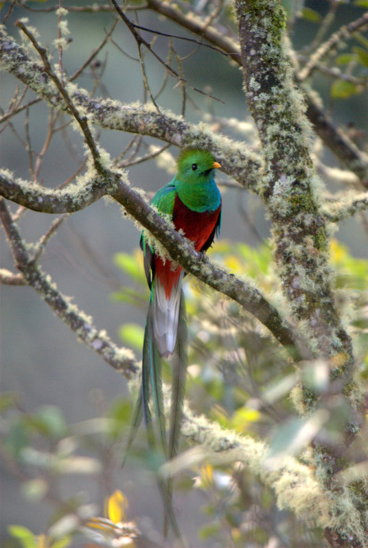 Quetzal Resplendissant Pharomachrus Mocinno Resplendent