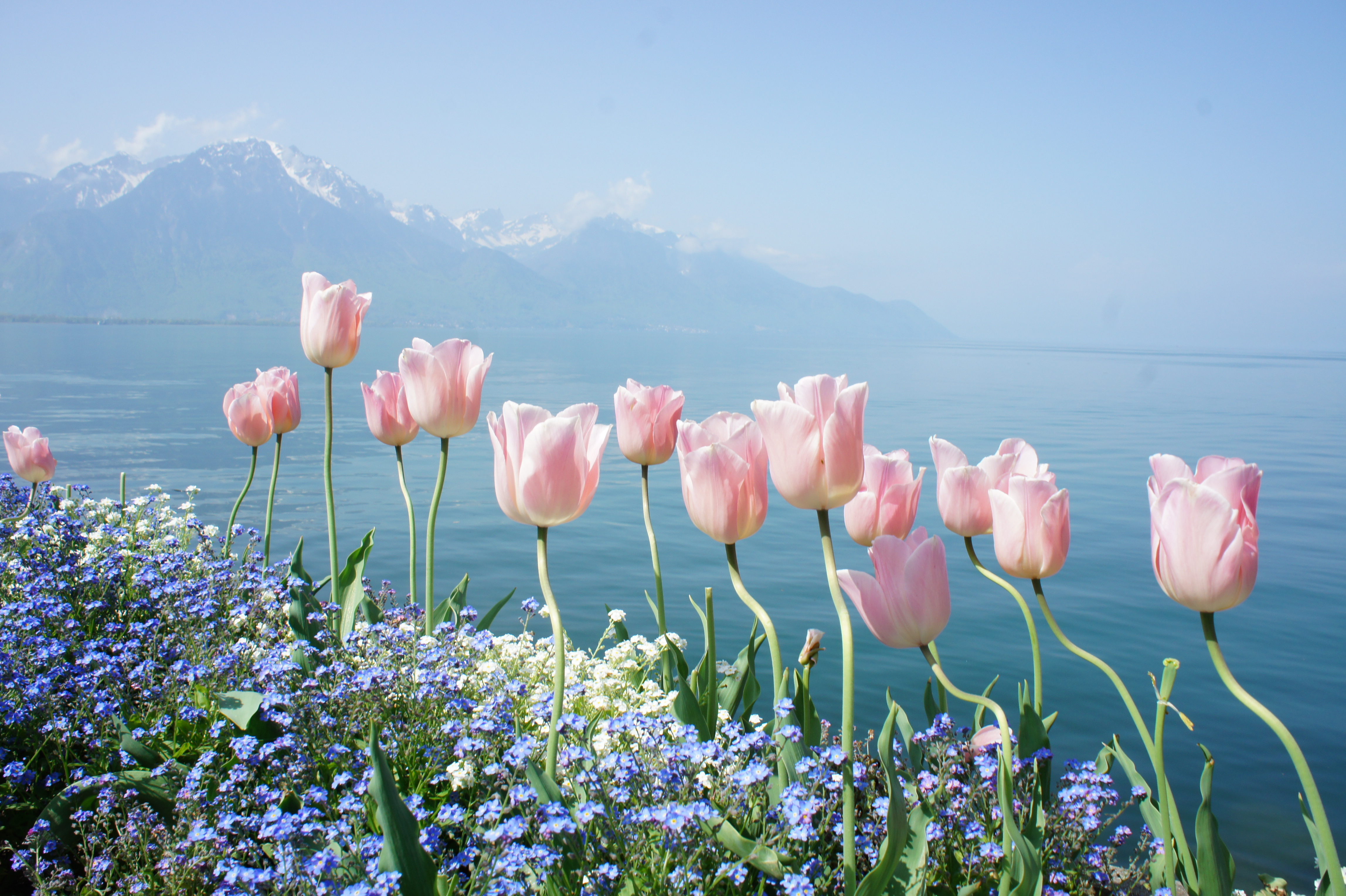 Spring Water Mountains Tenderness Flowers Tulips Forget Me Lake