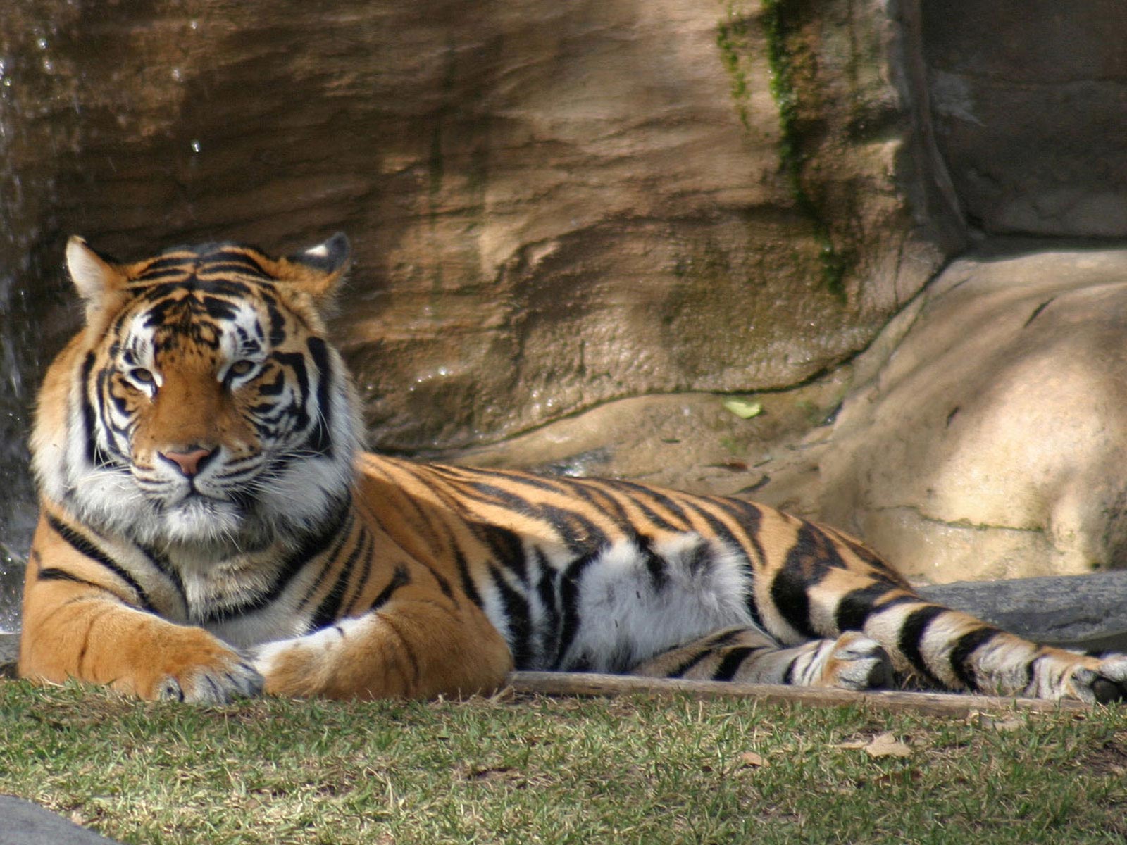 Tiger Wallpaper Pictures Of