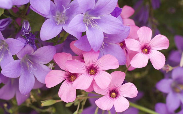 Best Wallpaper Bright Pink And Purple Flowers Stock Photo