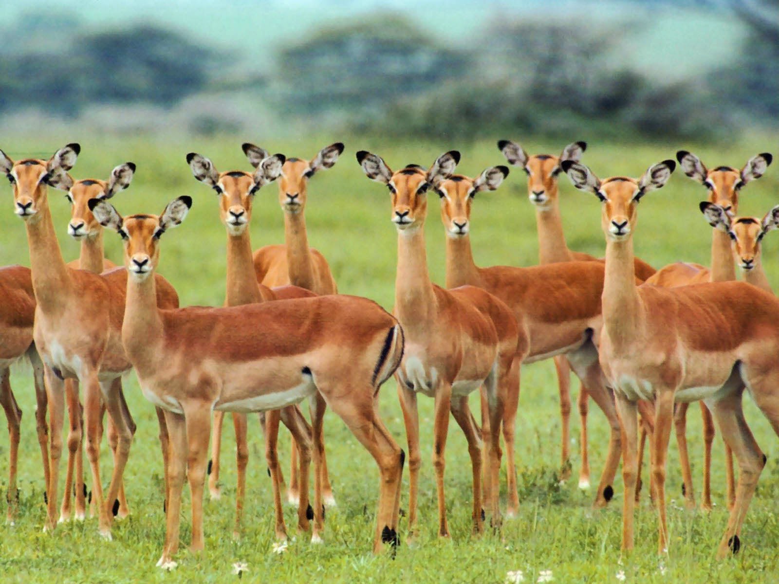 Wildlife Desktop Wallpaper
