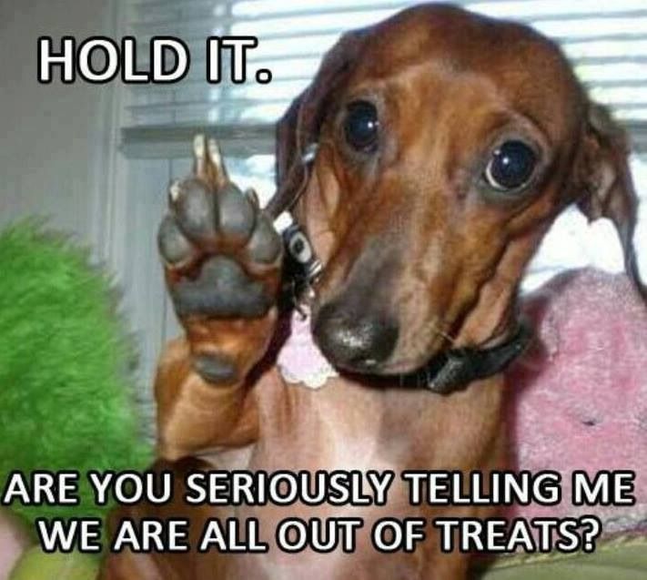 Image result for funny pictures of  dachshunds