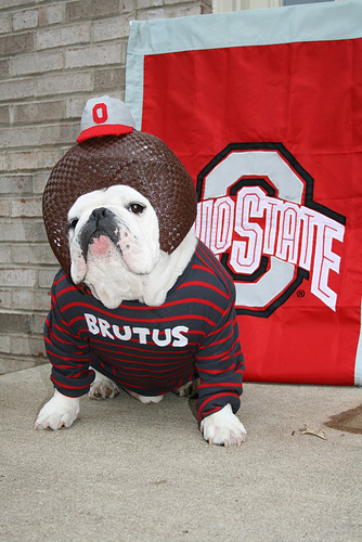 Ohio State Brutus Dog Costume Photo Sharing