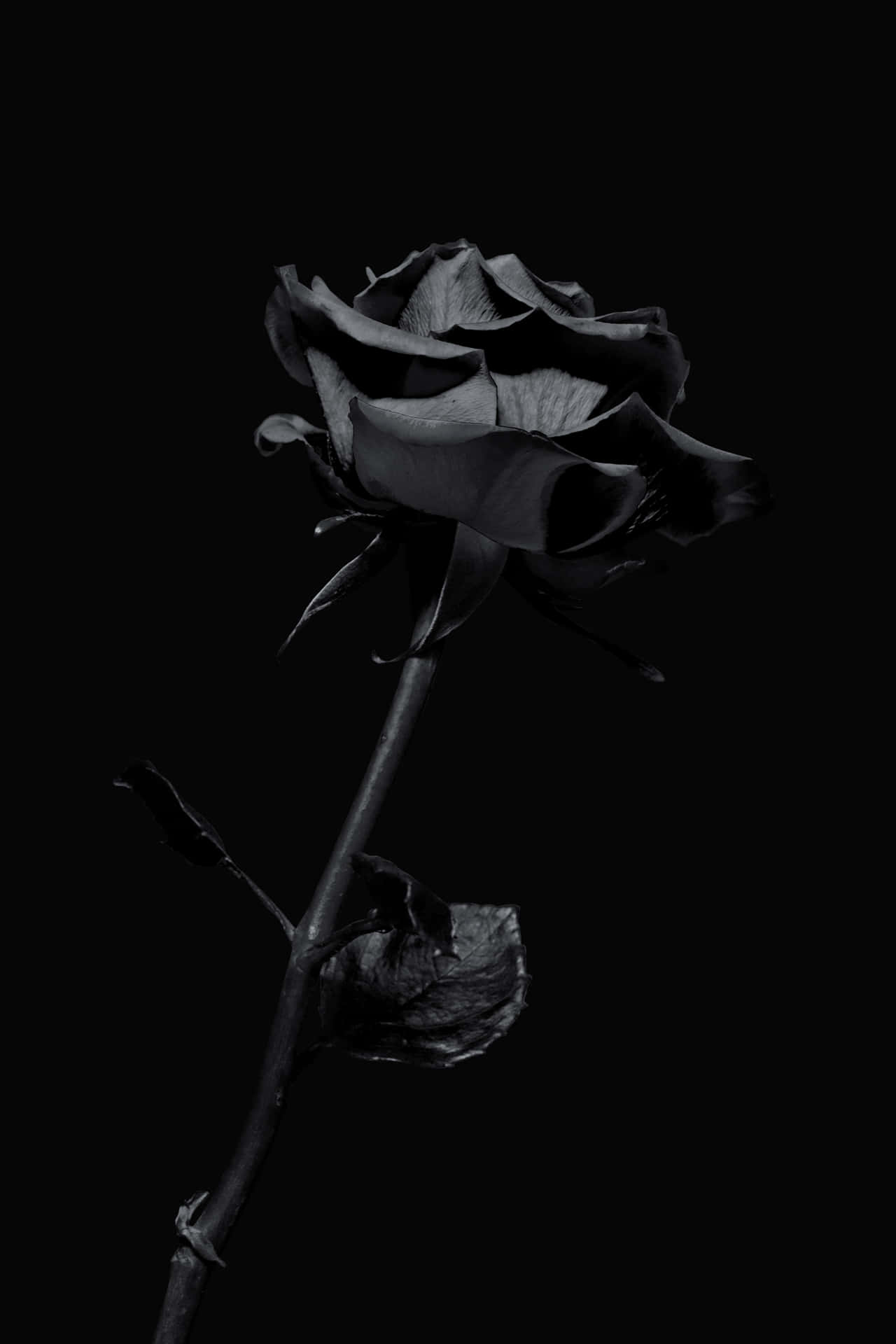 iPhone Background Wallpaper