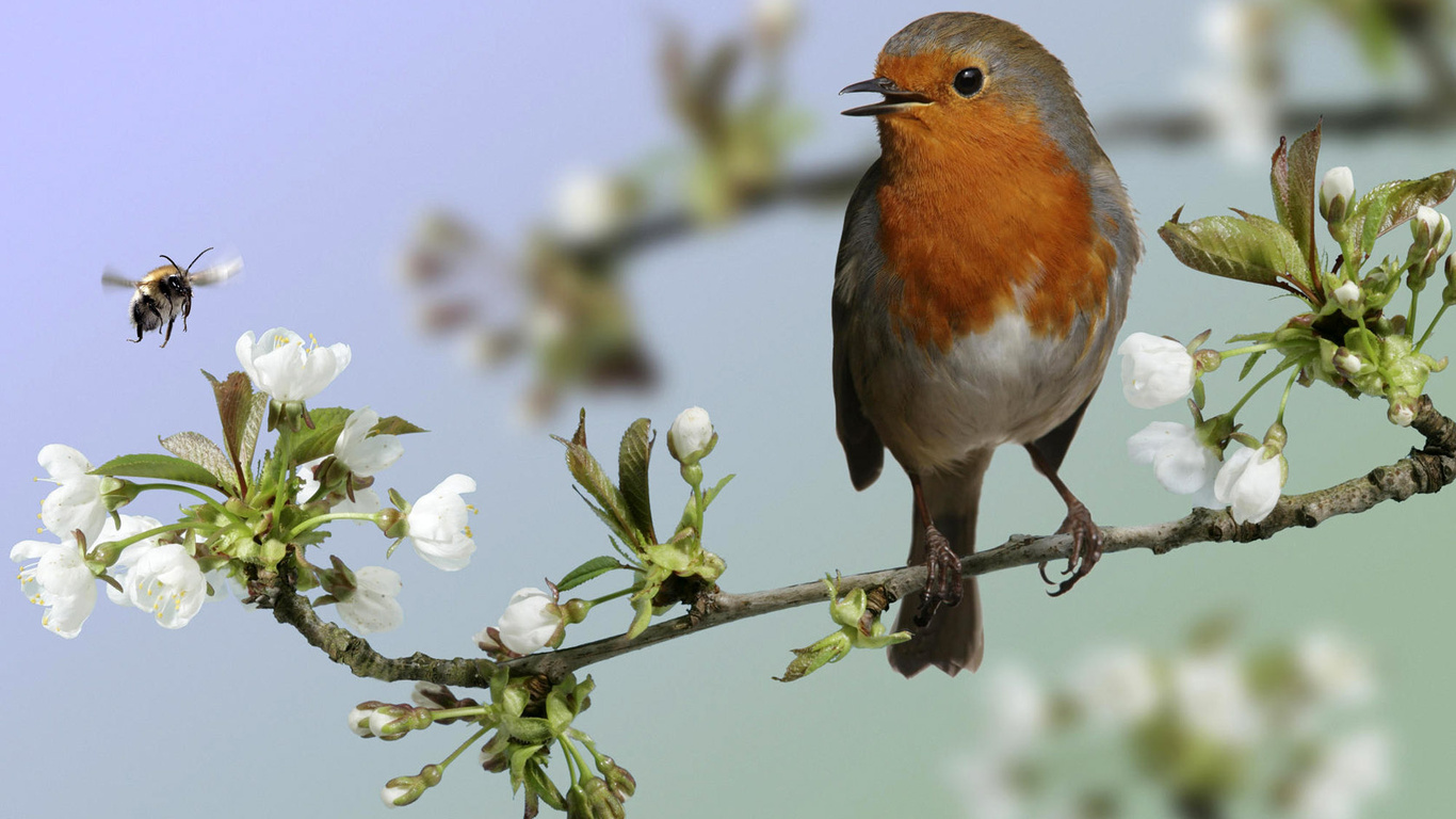 Nightingale Bird Desktop Background Image