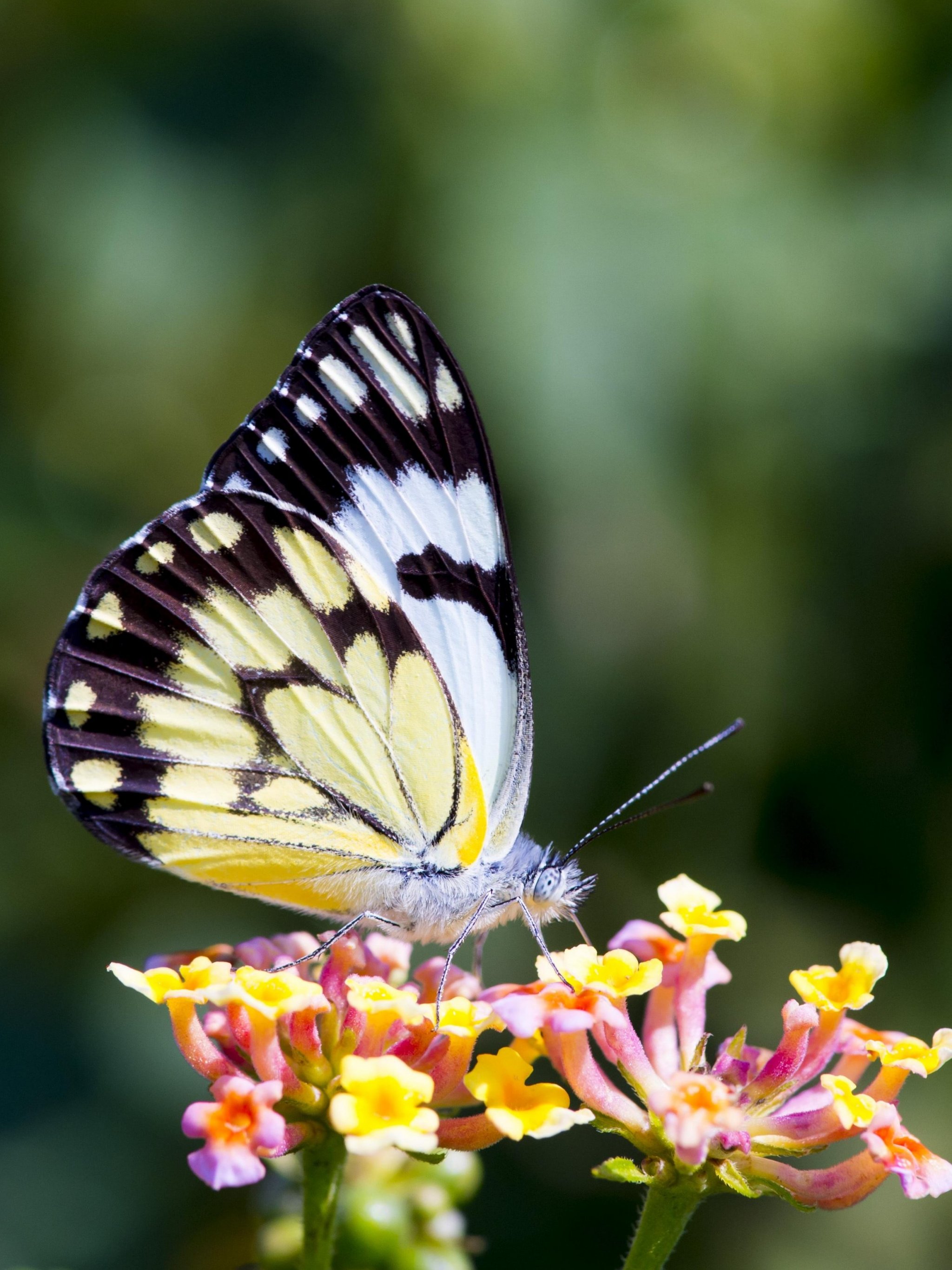 Butterfly On Flower Wallpaper