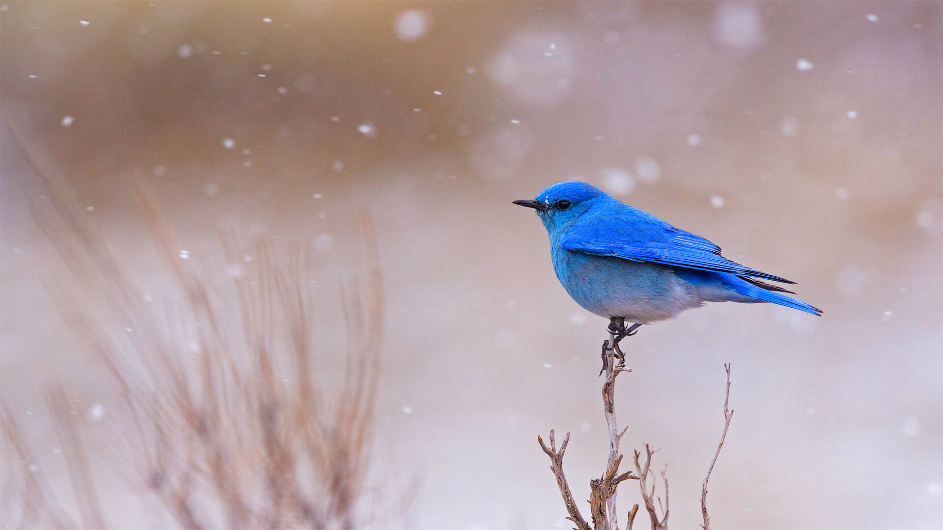 Hello Mountain Bluebird By Microsoft Wallpaper
