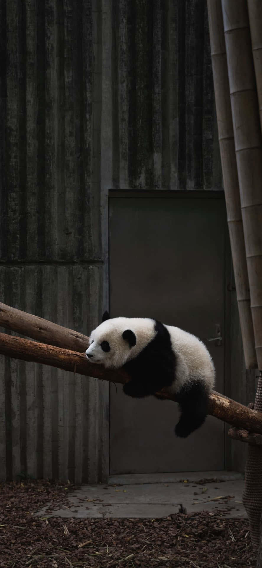 Animals iPhone Wallpaper