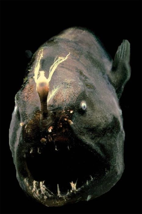 Photos Of Most Scariest Fish In The World Gathered From Different