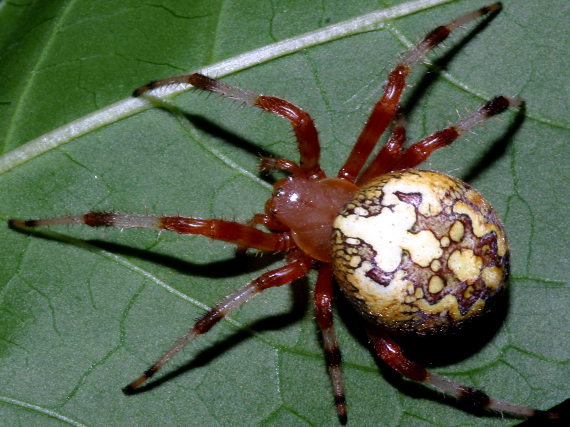 Araneus Spider Wallpaper 1152x864