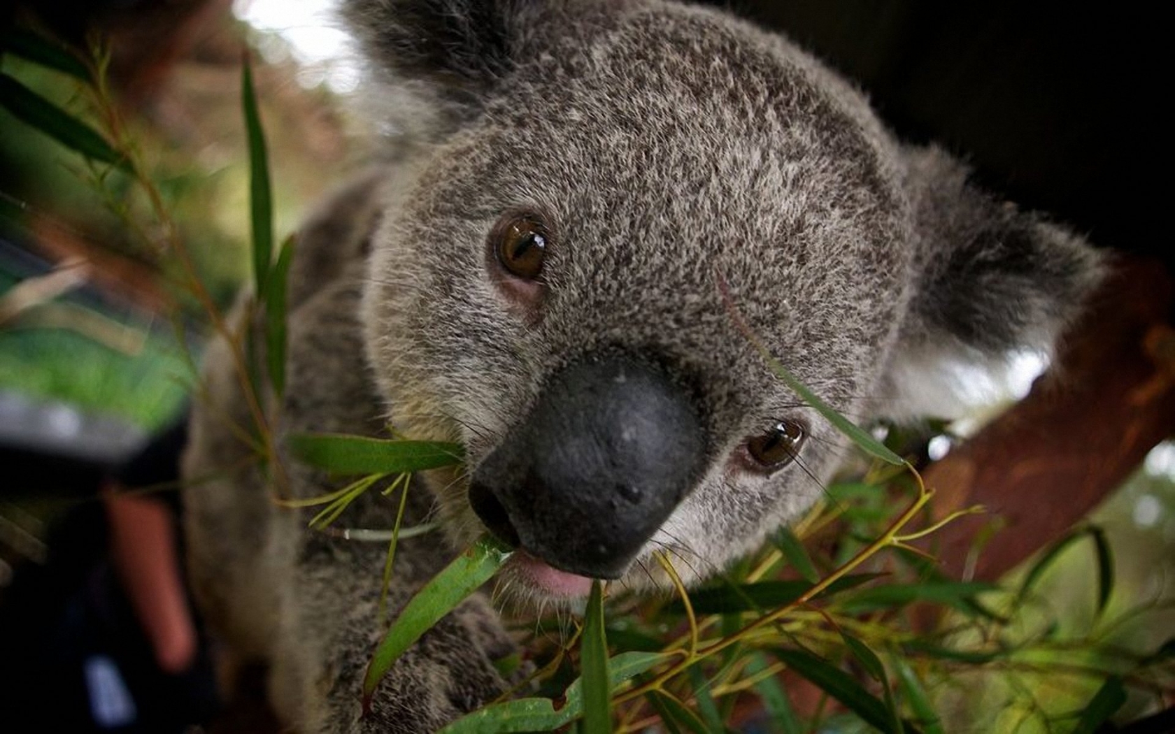 Koala 1680x1050 Wallpapers 1680x1050 Wallpapers Pictures Free