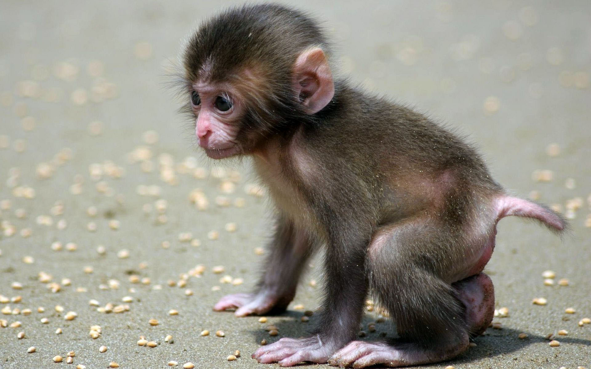 Baby Monkey Wallpaper Image