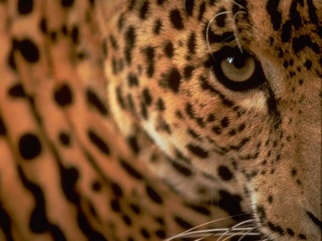 Leopard Wallpaper Image And Animals Pictures