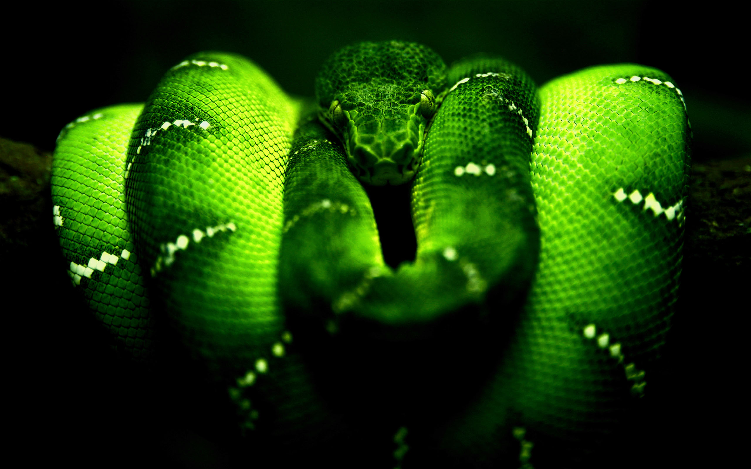 Green Snake HD Wallpaper For Desktop