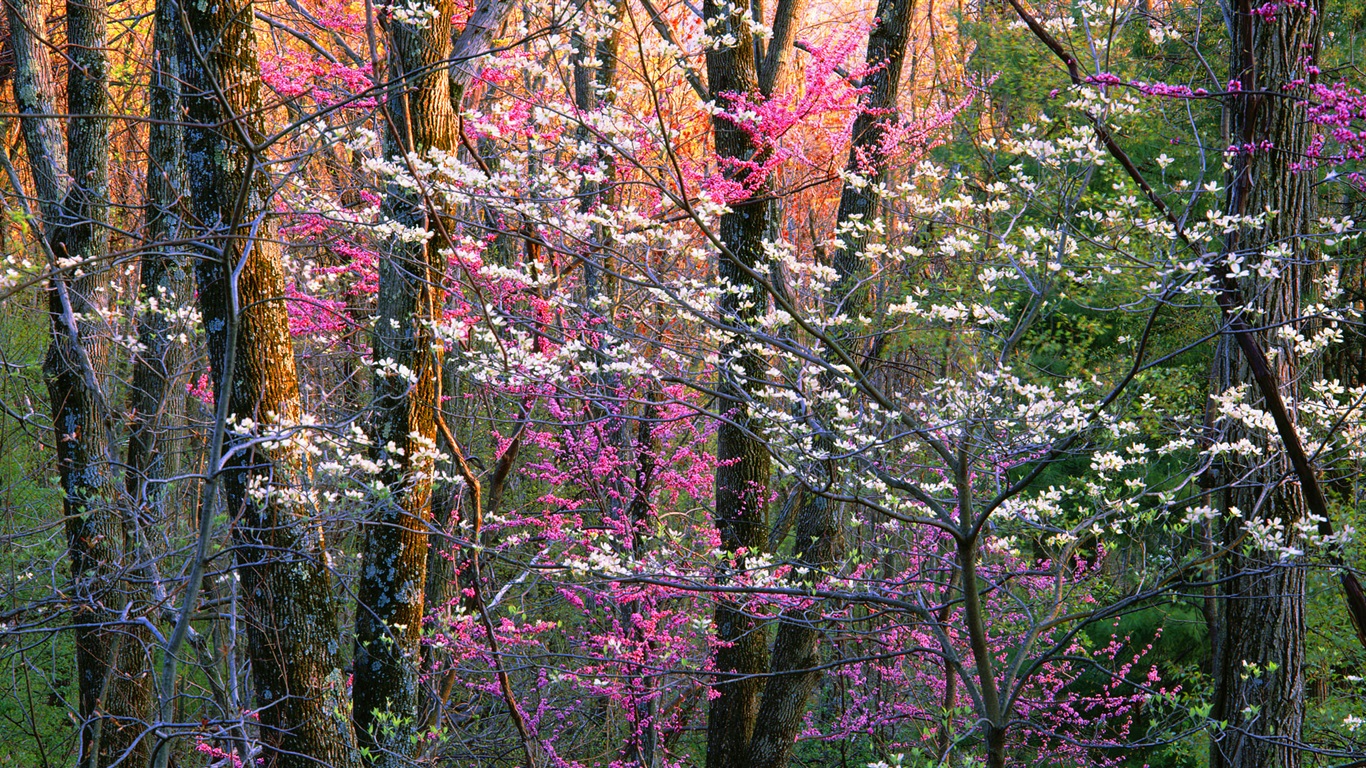 Wallpaper Shenandoah National Park Flowers Trees Virginia Usa