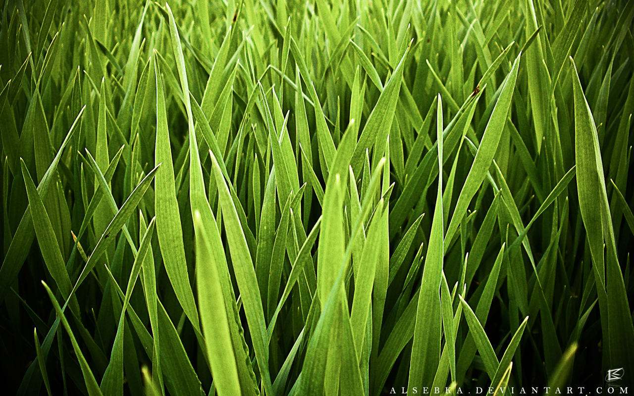 Damien Wallpaper Grass And Field