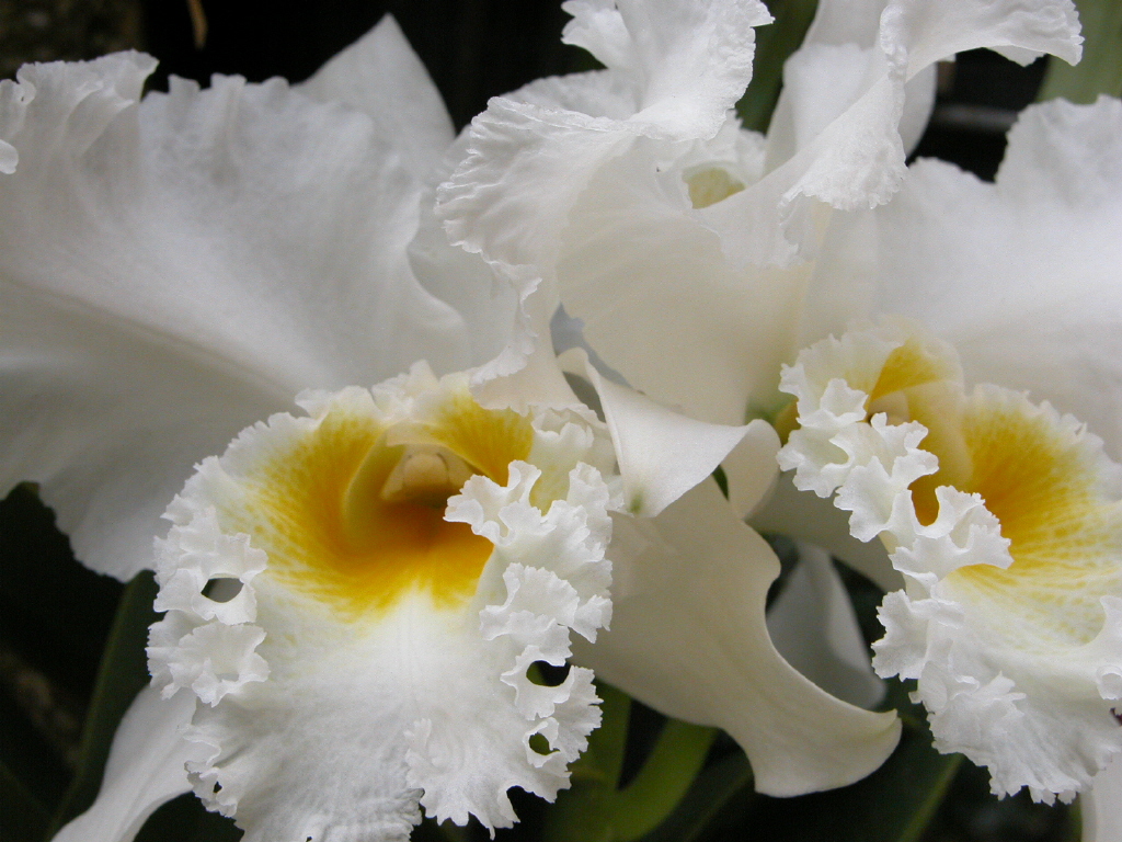 Puter Wallpaper For Background White Orchids