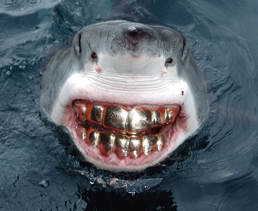 Pictures Shark Smile With Teeth Grill Great White Shark Smile Funny