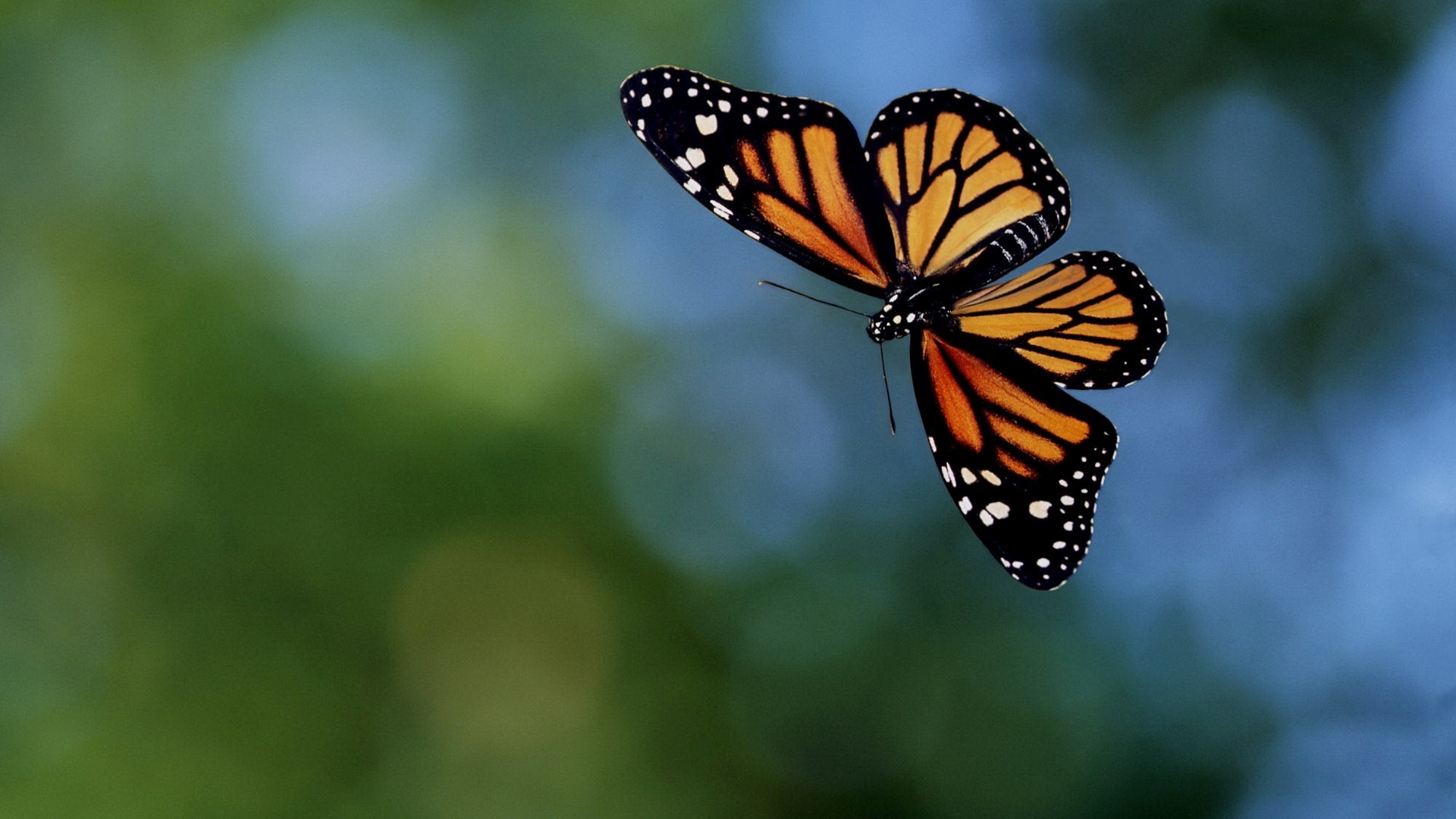 A monarch butterfly in flight against a blurred green and blue background