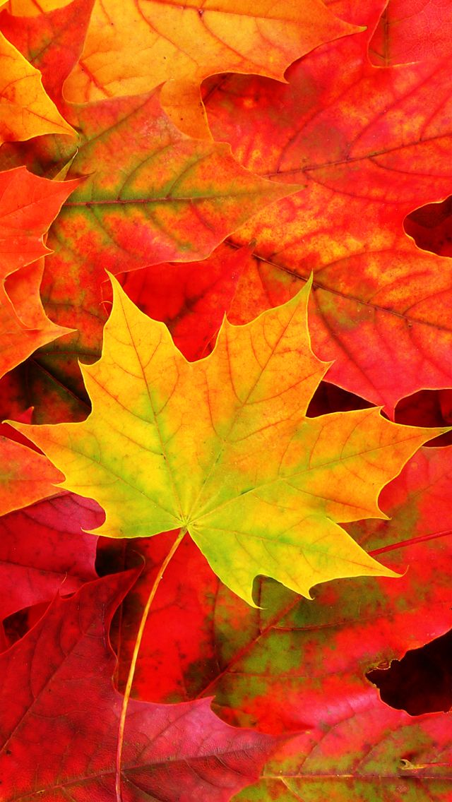 4s Phones Background Autumn Fall iPhone