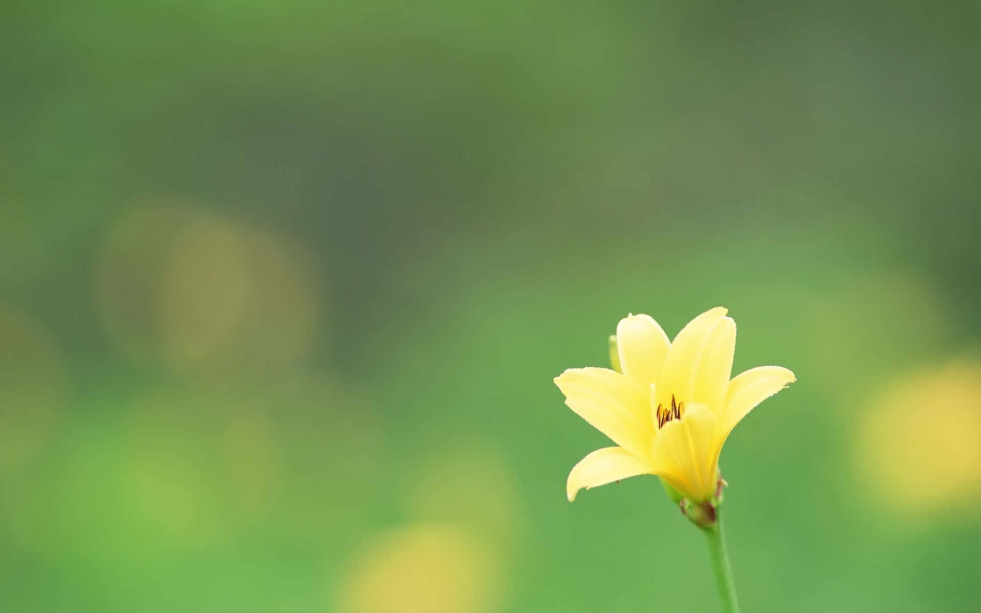 Simple Flower Background Wallpaper