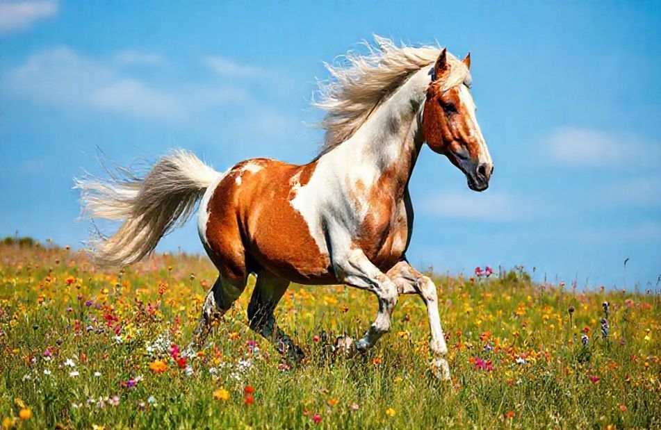 Horse Screensavers And Wallpaper
