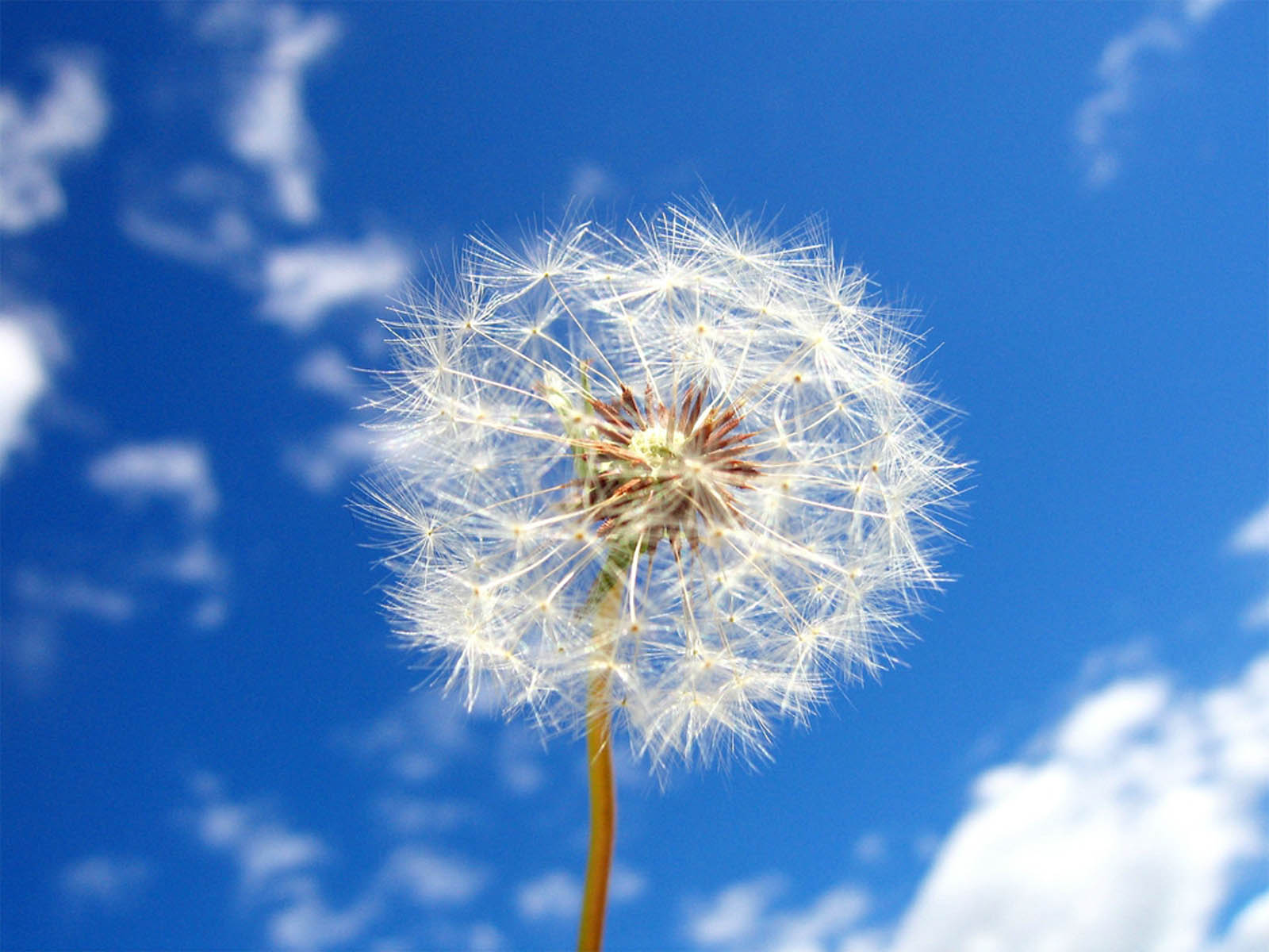 dandelion flower wallpapersdandelion flower wallpaper border