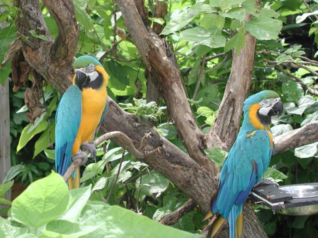 Macaw Parrots Wallpapers