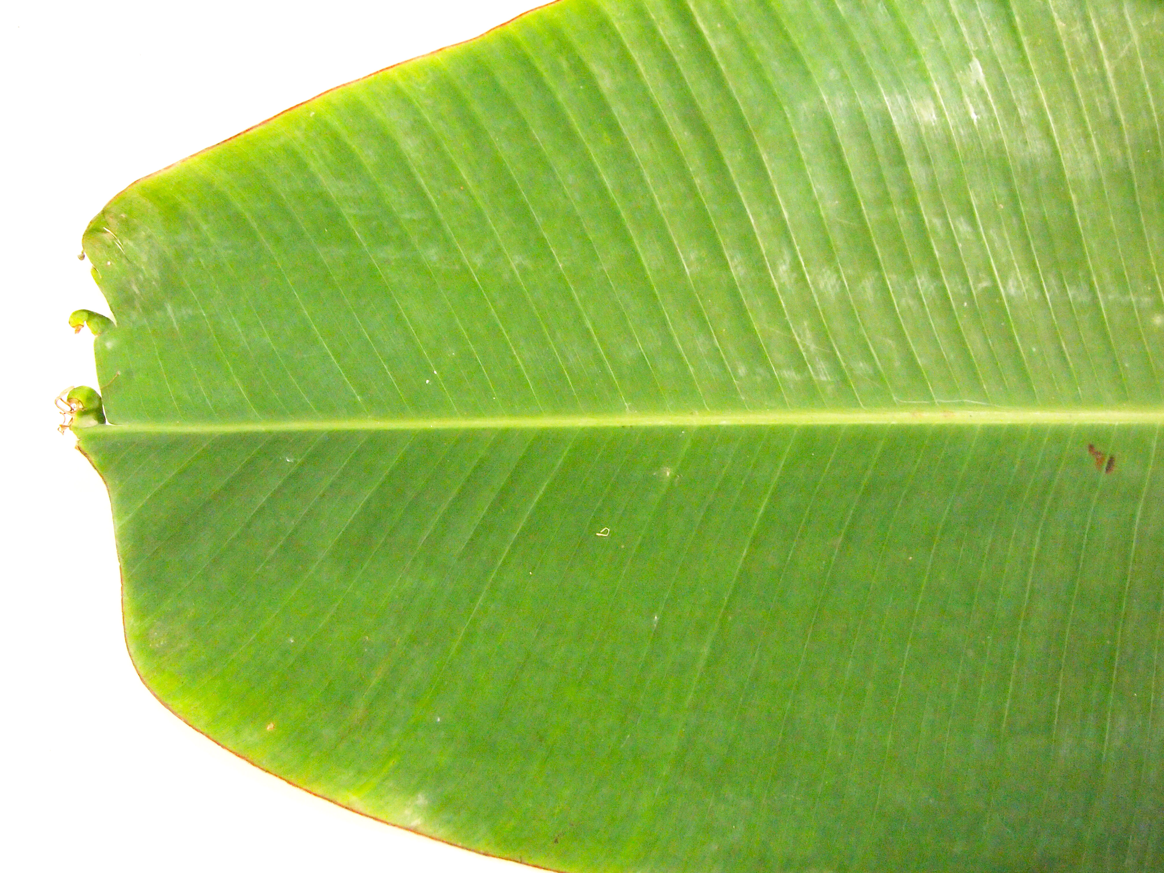 Banana Leaf Texture Quot