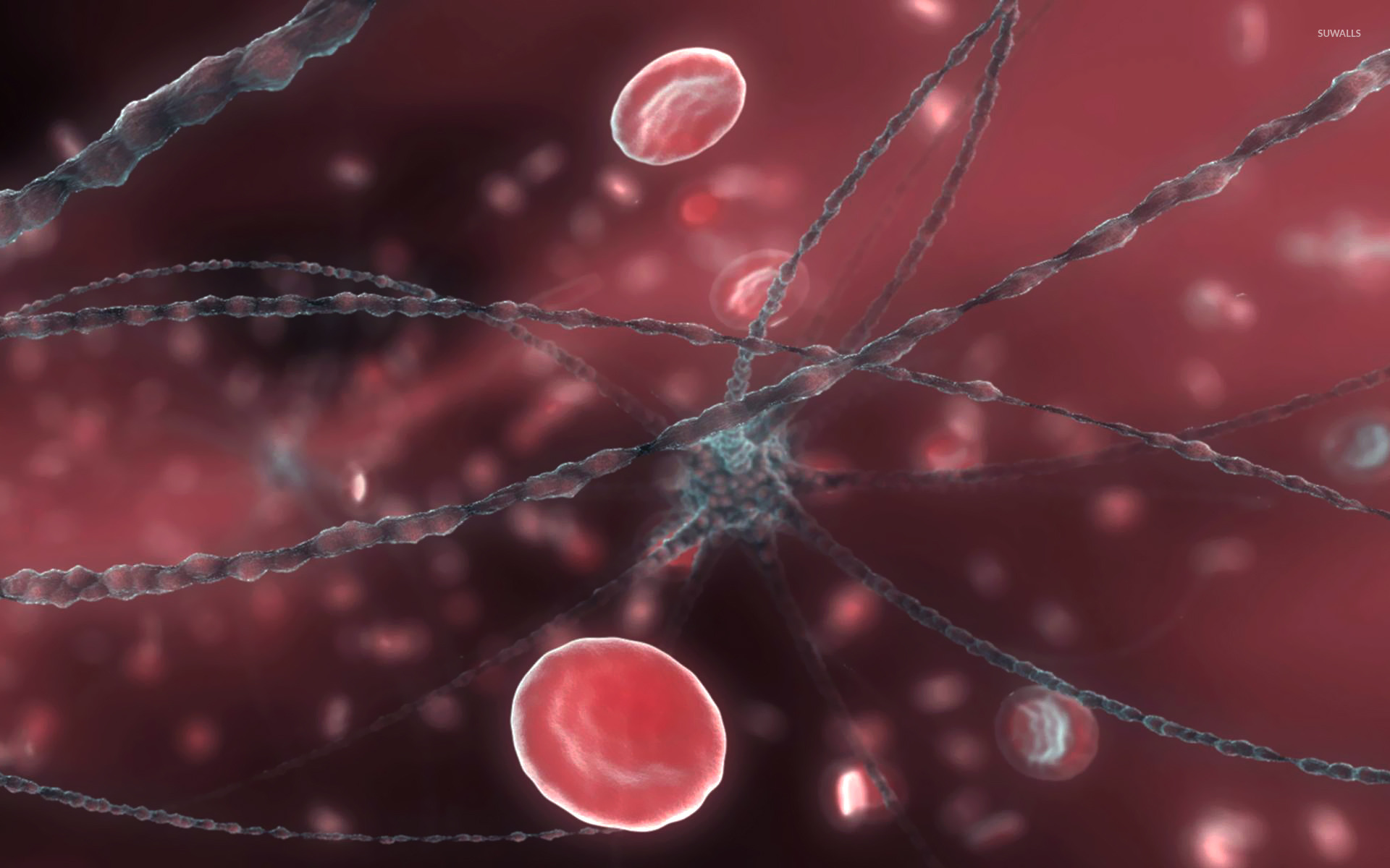 Neuron And Red Blood Cells Wallpaper 3d