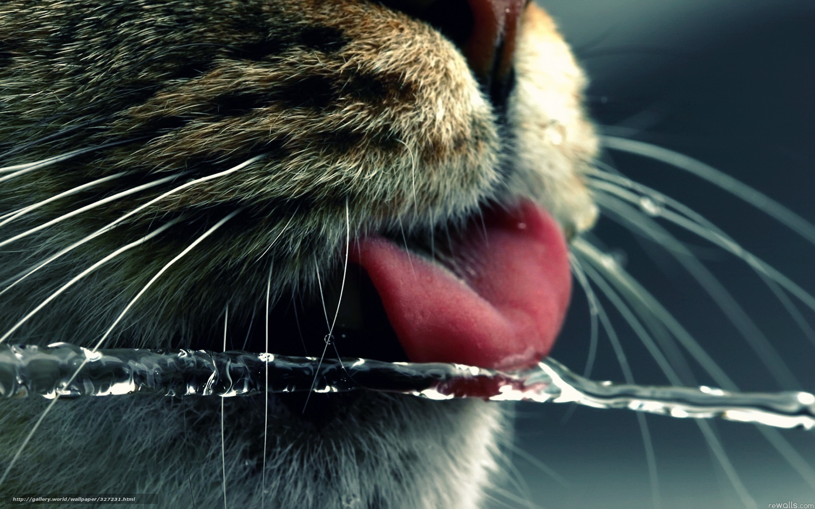 Wallpaper Cat Language Water Thirst Desktop