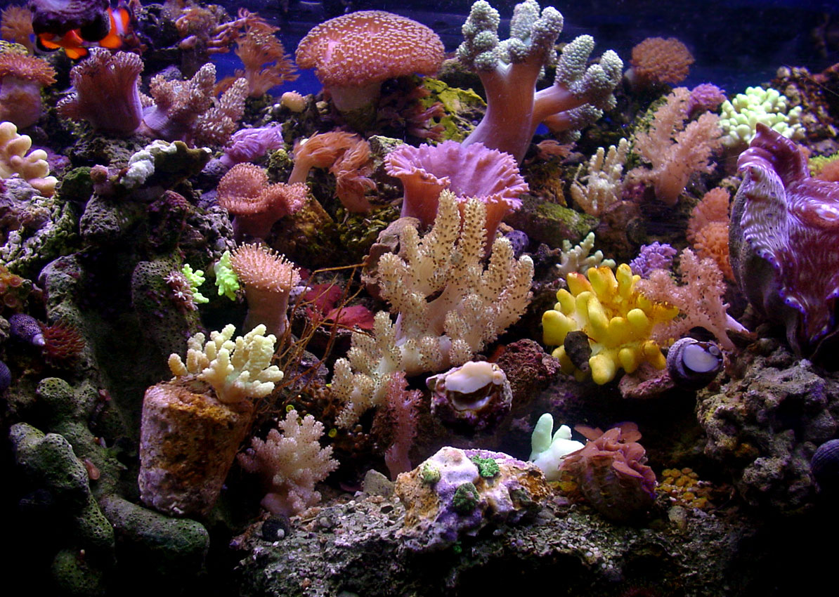 Coral Reef Desktop Wallpaper Ing Gallery