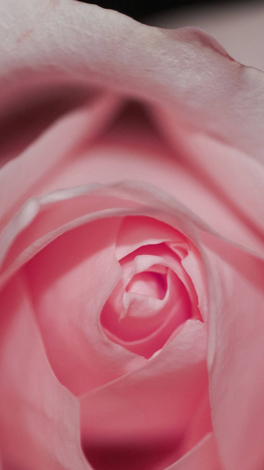 Rose iPhone Wallpaper