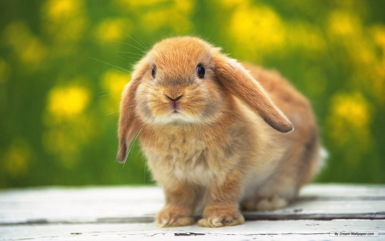 Bunnies Bunny Rabbits Wallpaper