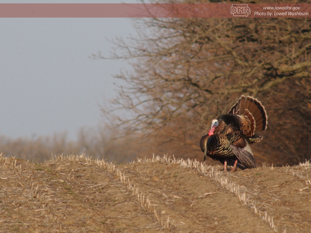 Turkey Eagle Soaring High Thanksgiving Desktop Happy