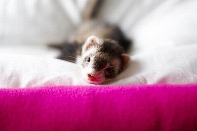 Cute Photos Of Ferrets Funny Pictures