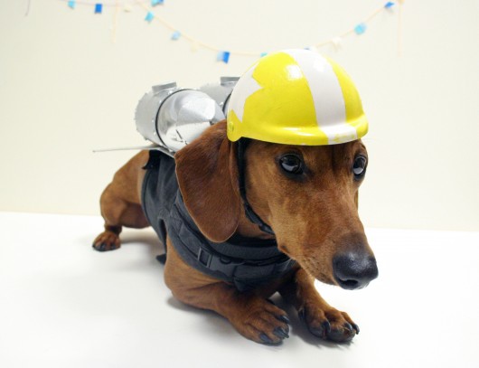 Funny Dachshund Halloween Image Pictures Becuo