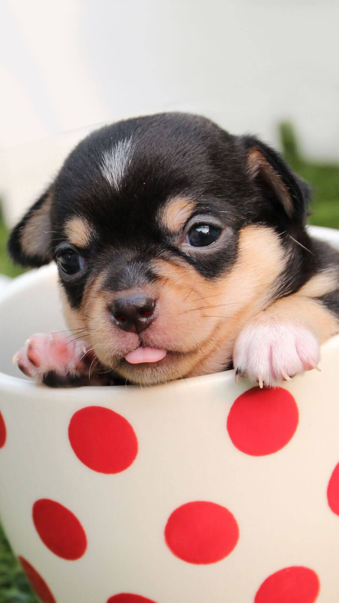 iPhone Cute Dog Wallpaper HD