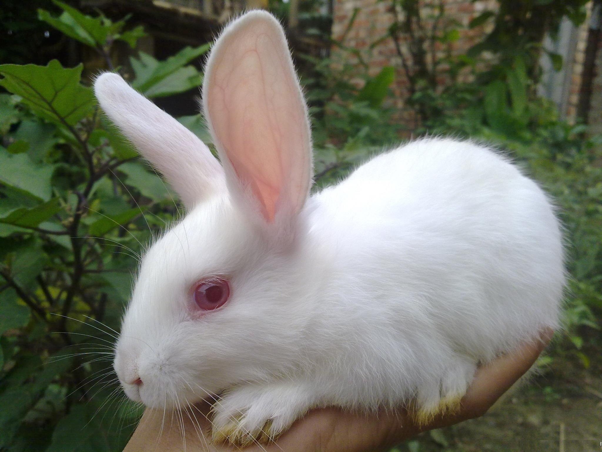 White Rabbit On Branch Pics HD Wallpaper