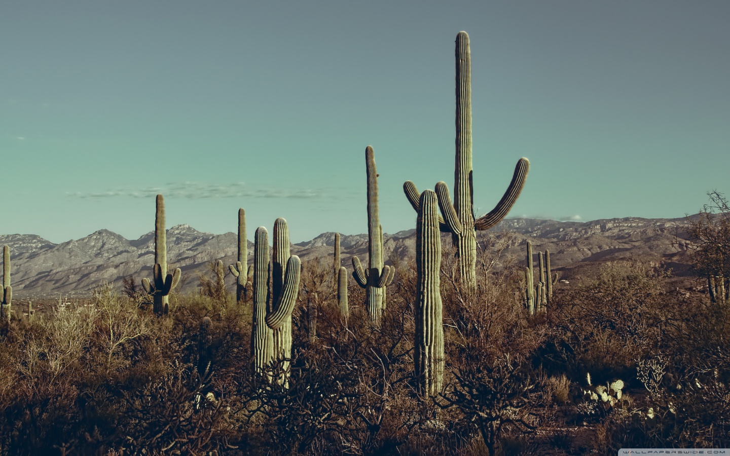 Saguaro National Park East Arizona 4k HD Desktop Wallpaper For