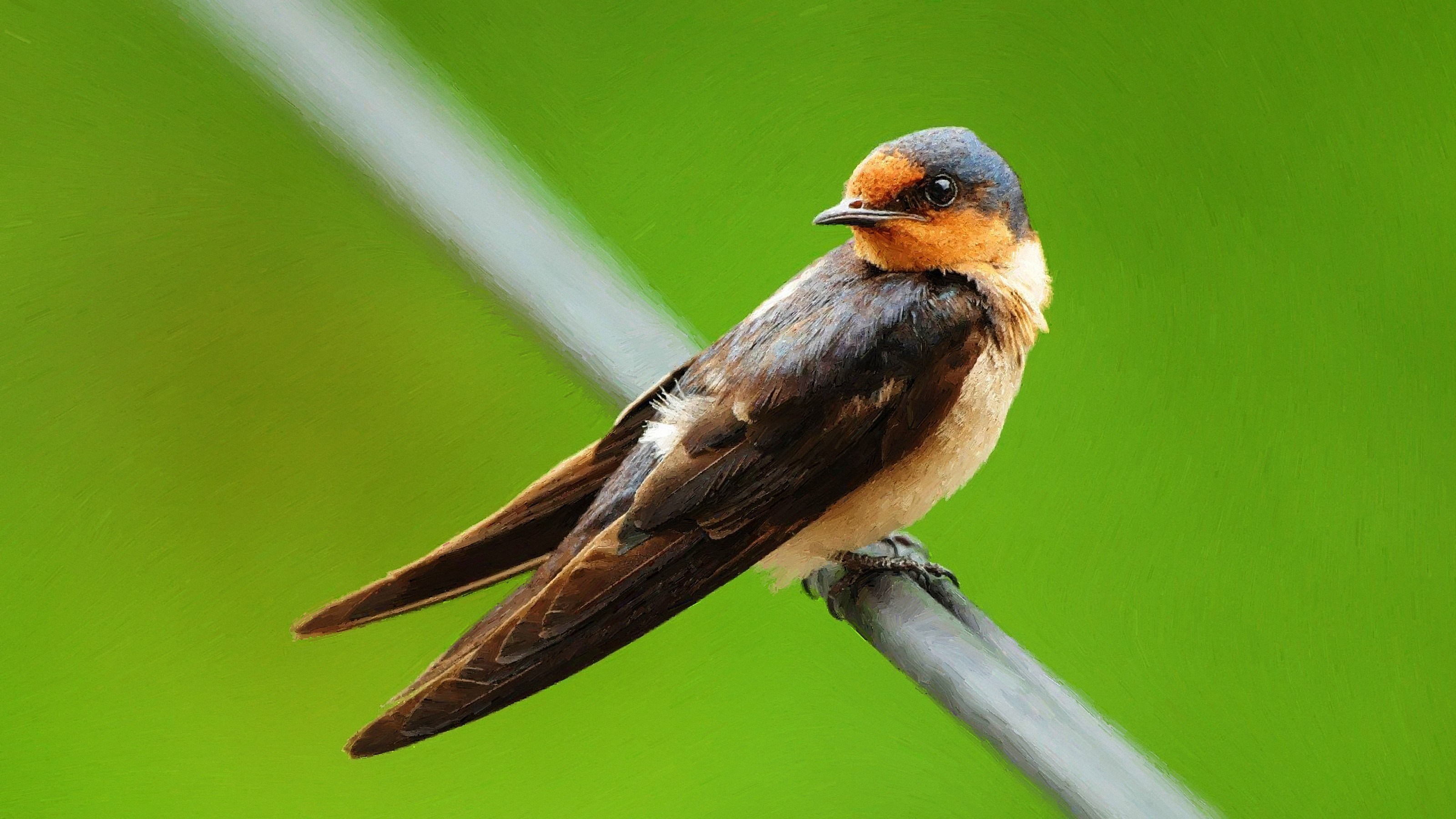 Swallow HD Wallpaper