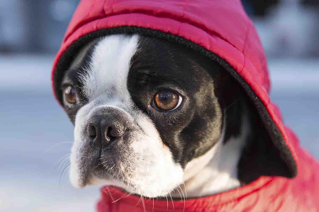 Boston Terrier Wallpaper Android Apps On Google Play
