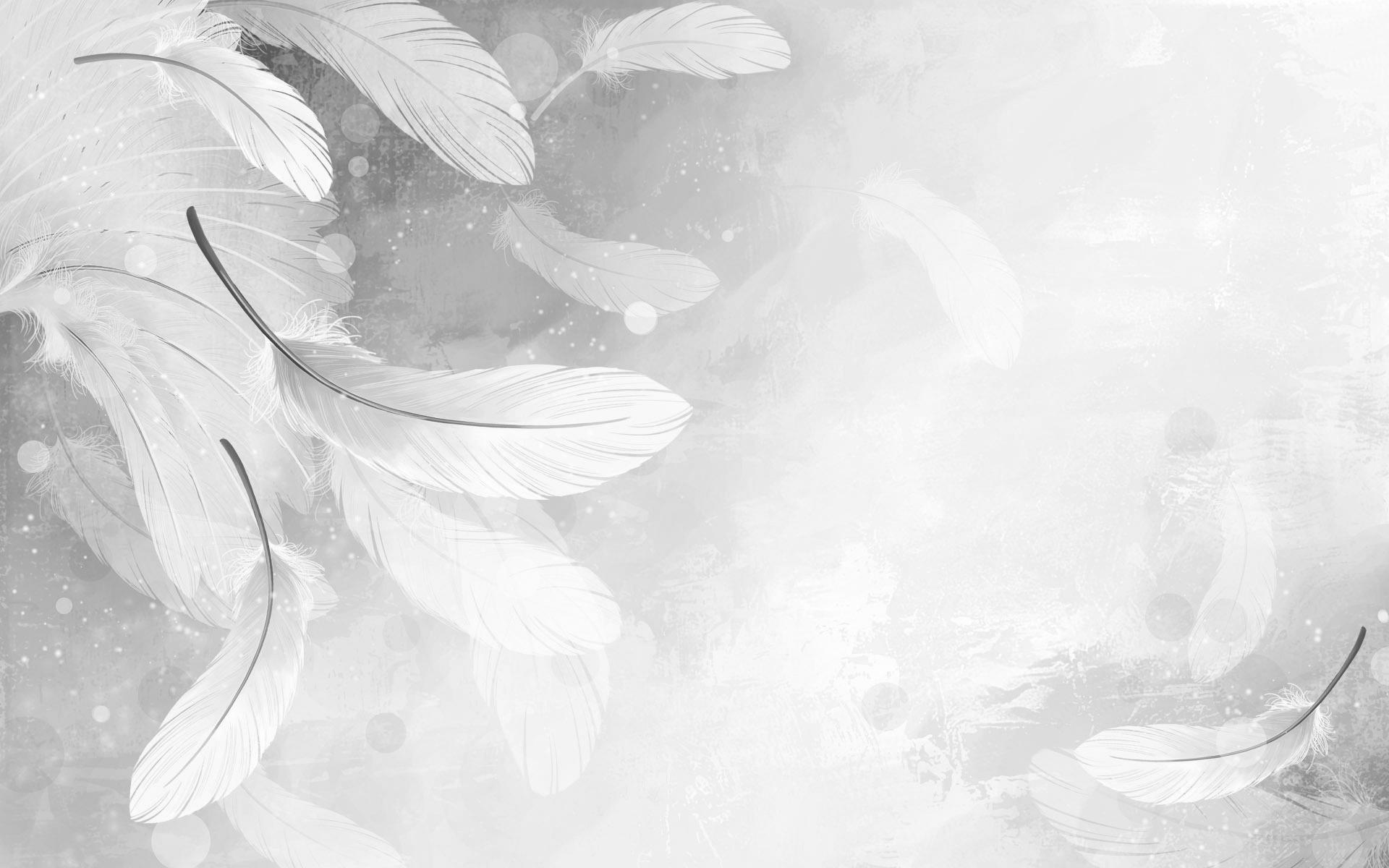 White Feathers Wallpaper