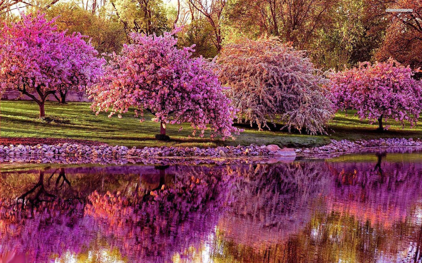Pink Flower Spring Morning HD Wallpaper