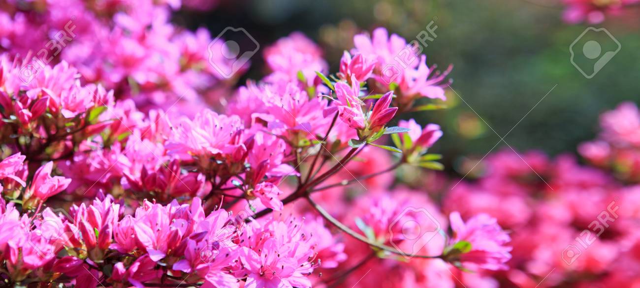 Pink Azalea Background Stock Photo Picture And Royalty