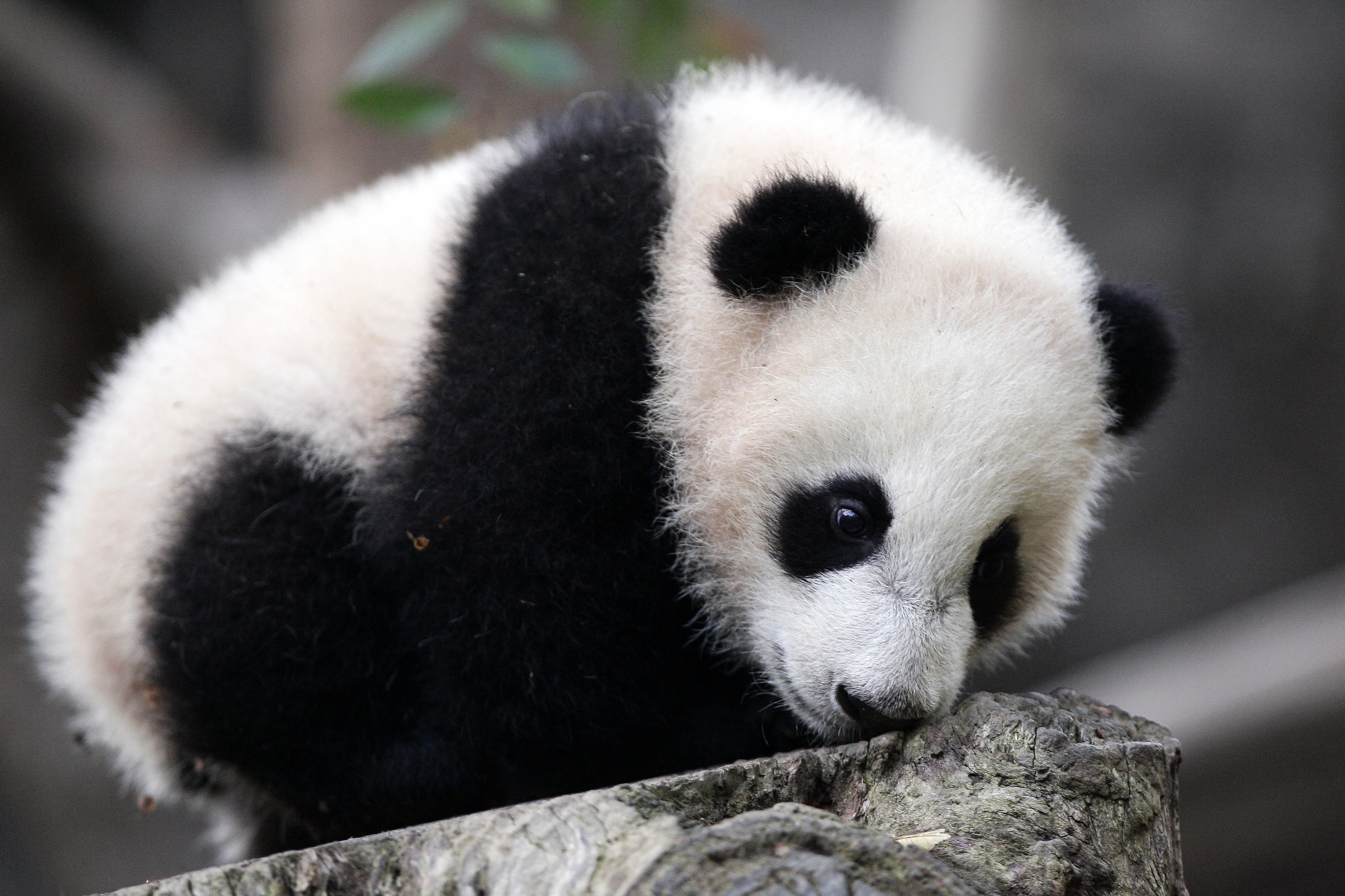 Fuzzy Petit Panda Cub Wallpaper